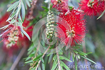 Photography of red cilindrical flower Callistemon Stock Photo