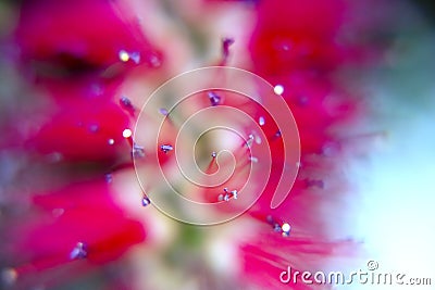 Photography of red cilindrical flower Callistemon Stock Photo