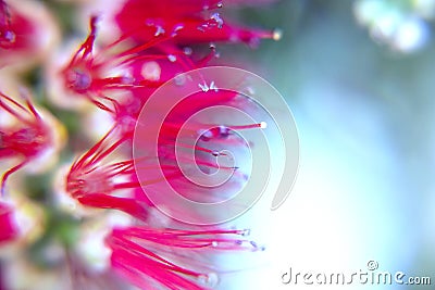 Photography of red cilindrical flower Callistemon Stock Photo