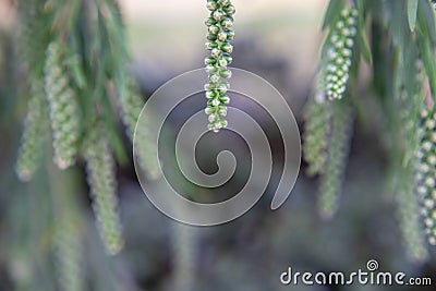 Photography of red cilindrical flower Callistemon Stock Photo