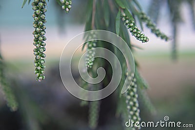 Photography of red cilindrical flower Callistemon Stock Photo