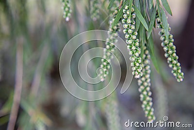 Photography of red cilindrical flower Callistemon Stock Photo