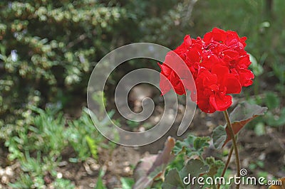 Photography of red geranium flower Pelargonium Stock Photo