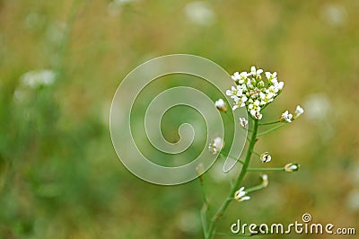 Photography of shepherd's purse plant flower Capsella bursa-pastoris Stock Photo