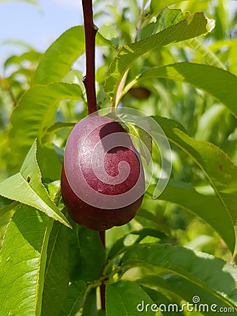 Single dark nectarine bathing in the sun Stock Photo