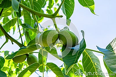 Photography on theme beautiful nut branch walnut tree Stock Photo