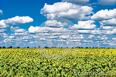 Photography on theme beautiful wild growing flower sunflower on background meadow Stock Photo