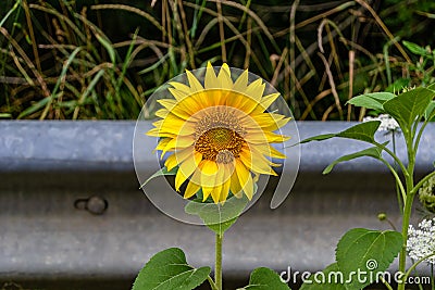 Photography on theme beautiful wild growing flower sunflower on background meadow Stock Photo