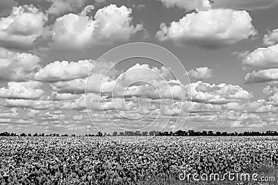 Photography on theme beautiful wild growing flower sunflower on background meadow Stock Photo