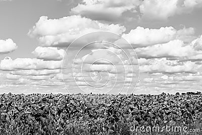 Photography on theme beautiful wild growing flower sunflower on background meadow Stock Photo