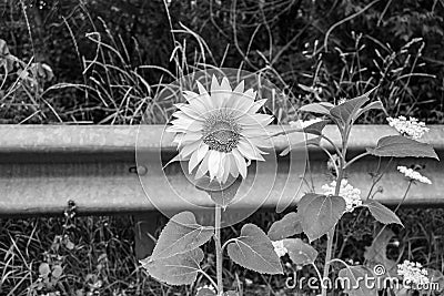 Photography on theme beautiful wild growing flower sunflower on background meadow Stock Photo