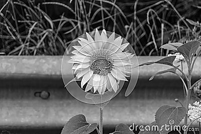 Photography on theme beautiful wild growing flower sunflower on background meadow Stock Photo