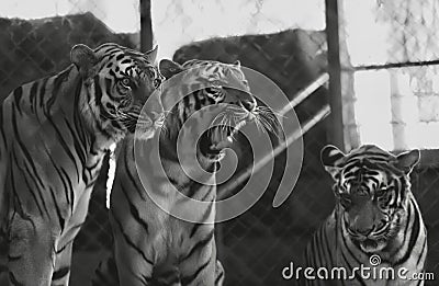 a photography of three tigers standing next to each other in a cage, three tigers standing in a cage looking at the camera Stock Photo