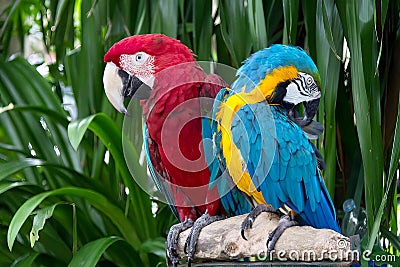 a photography of two colorful parrots sitting on a rock, there are two colorful birds sitting on a branch in the jungle Stock Photo