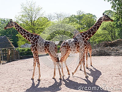 Mirrored giraffes Stock Photo