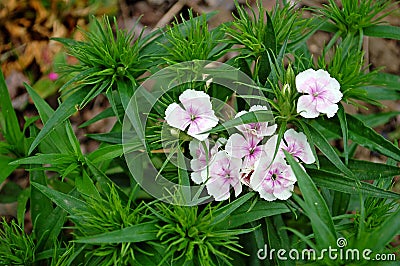 Photography of white sweet William flowers Dianthus barbatus Stock Photo