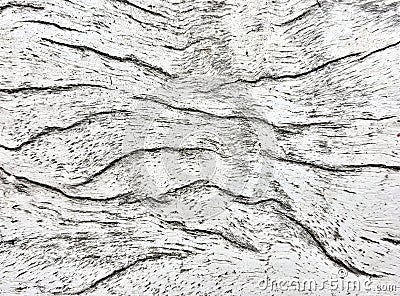 a photography of a white wall with a pattern of lines, coat - of - mail shell - texture - of - white - birch - bark - texture Stock Photo