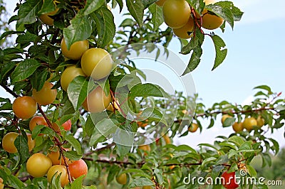 Photography of yellow cherry plum Prunus cerasifera Stock Photo