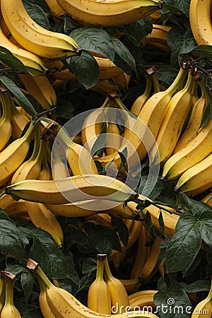 Photorealistic Detailed Seamless Patterns of Bananas Stock Photo