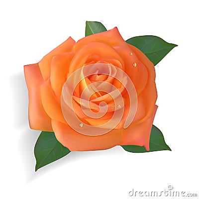 Photorealistic orange rose Vector Illustration