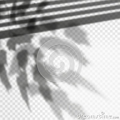 Photorealistic vector foliage shadow effect, louvers reflection Vector Illustration