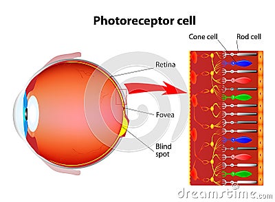 Photoreceptor cells in the retina of the eye Vector Illustration