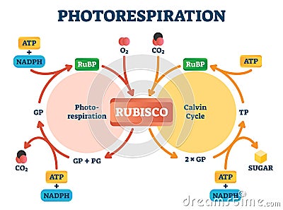 Photorespiration vector illustration. Labeled photosynthesis education scheme Vector Illustration