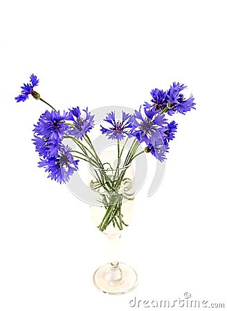 Photos of blue flowers bouquet of cornflowers in a vase, isolate on a white background Stock Photo