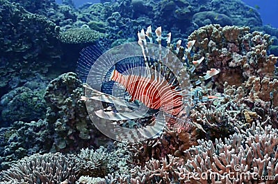 Photos of fish swimming above beautiful coral reefs in the sea.Can be used as a background image Stock Photo