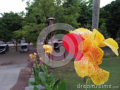 The results of the photos of yellow flowers mixed with red are very charming Stock Photo