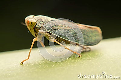 Photos macro cicada green. Stock Photo