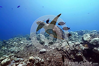 Photos of many fish and a turtle swimming in the deep blue sea. Stock Photo
