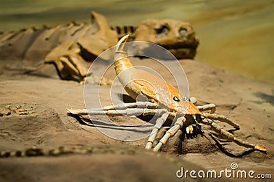 Photos of some dinosaur fossils replicas Stock Photo