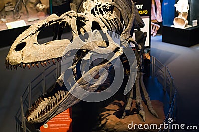 Photos of some dinosaur fossils replicas Editorial Stock Photo