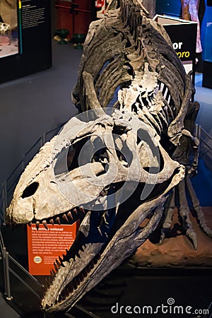 Photos of some dinosaur fossils replicas Editorial Stock Photo