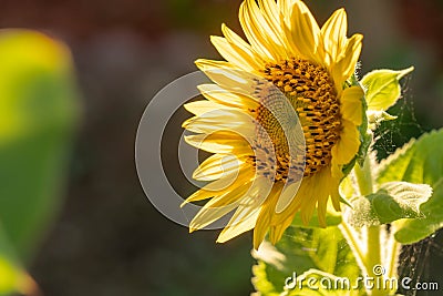 Photos of sunflower Helianthus annuus Stock Photo