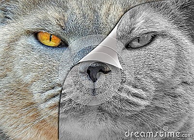 photoshop editing peel back photo reveal discover layers cats animals contrast colour black white Stock Photo