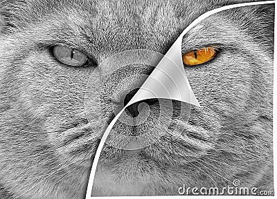 photoshop editing peel back photo reveal discover layers cats animals contrast colour black white Stock Photo