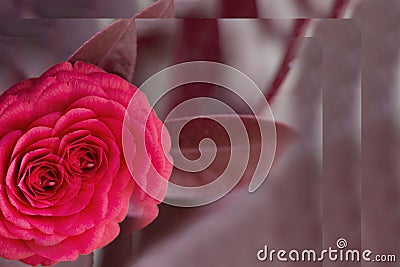 Photoshop, technique with the use of tools Stamp and Color replacement Flowers of Camellia - Camellia japonica - are in Stock Photo