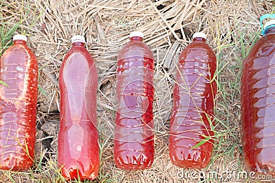 photosybthetic bacteria (PSB), red water in plastic bottle is organic fertilizer use for grow plant Stock Photo