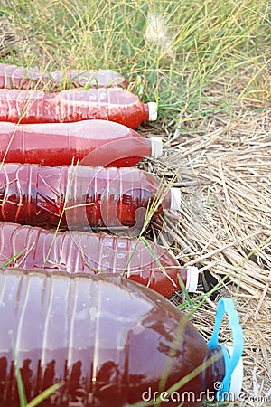 photosybthetic bacteria (PSB), red water in plastic bottle is organic fertilizer use for grow plant Stock Photo