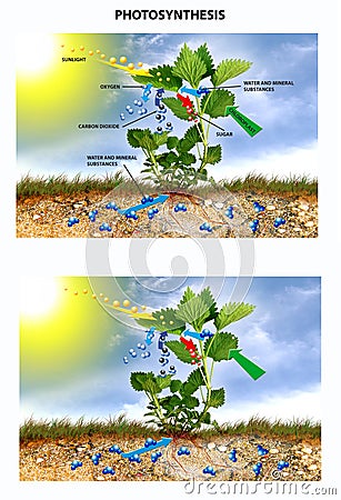 Photosynthesis Stock Photo