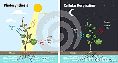 Photosynthesis accumulating sugar and cellular respiration fueling all plants functions day night 2 educational posters vector Vector Illustration