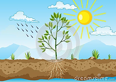Photosynthesis as a process of tree produce oxygen using rain and sun. Process of photosynthesis in plant. Colorful Vector Illustration
