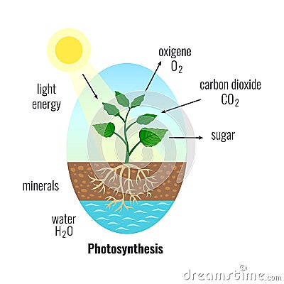 Photosynthesis Biological Process Composition Vector Illustration