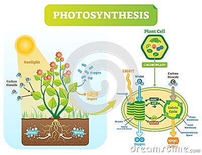 Photosynthesis biological vector illustration diagram with plan cell scheme. Vector Illustration