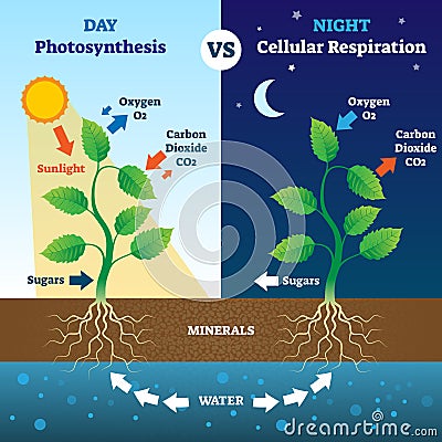 Photosynthesis and cellular respiration comparison vector illustration. Vector Illustration