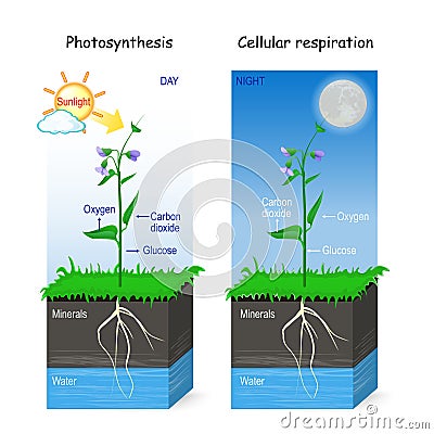 Photosynthesis and cellular respiration Vector Illustration