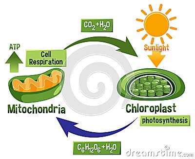 Photosynthesis and Cellular Respiration Diagram Vector Illustration