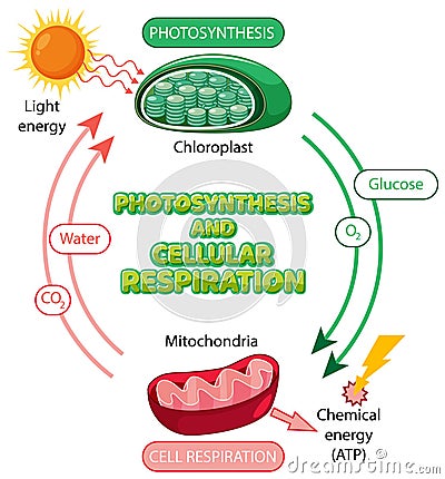 Photosynthesis and Cellular Respiration Diagram Vector Illustration